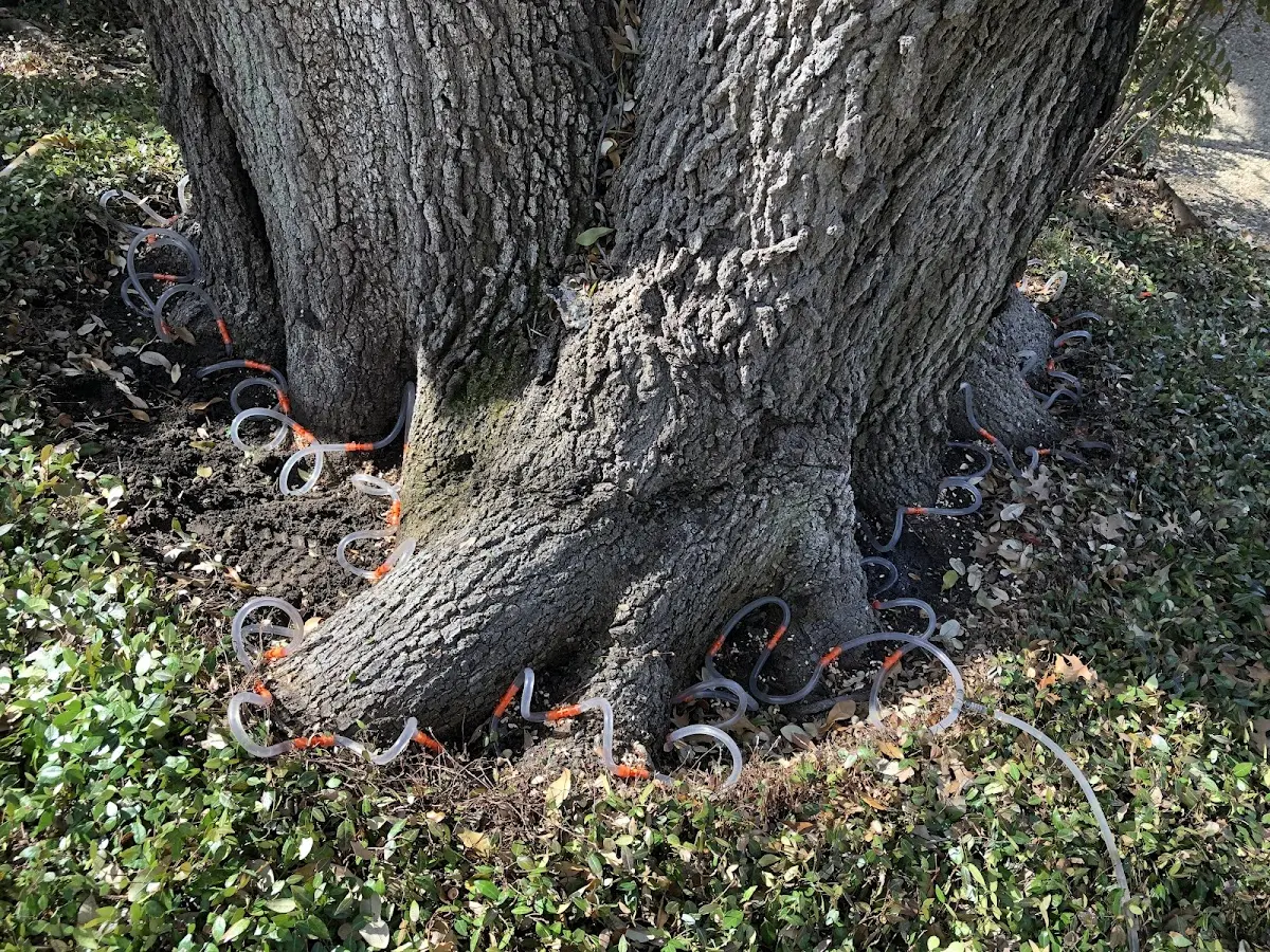 Detailed Tree Cabling and Bracing job site in Sapphire