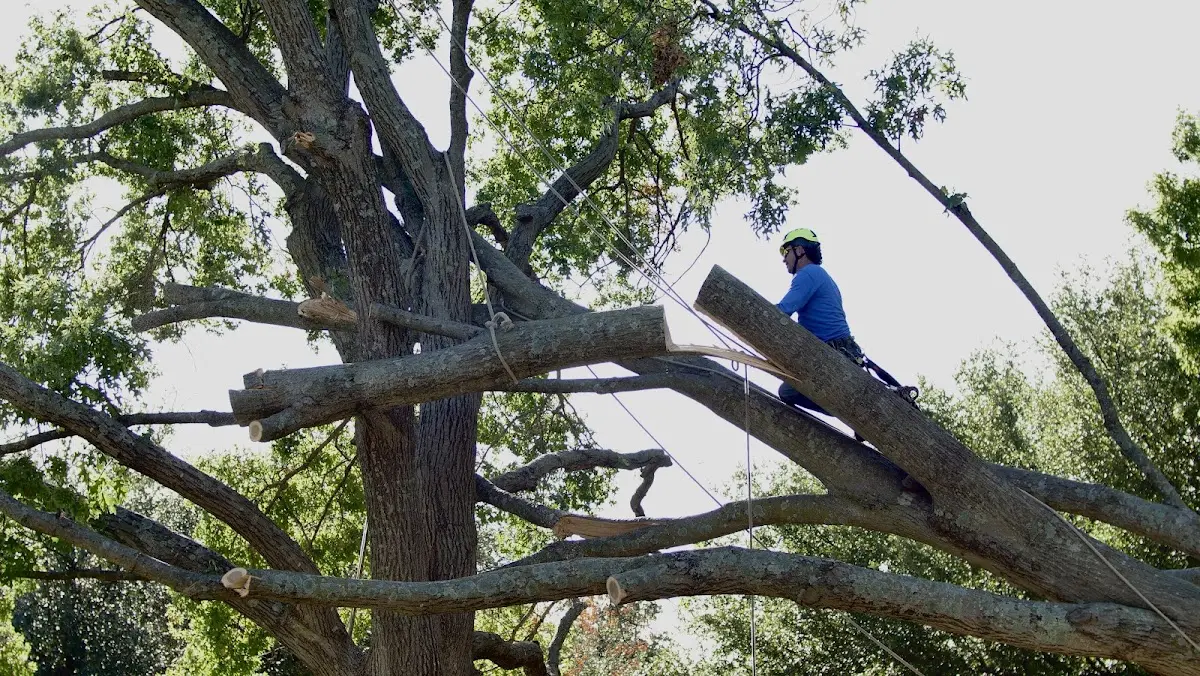 Professional Crown Thinning performed by certified arborists in Sapphire