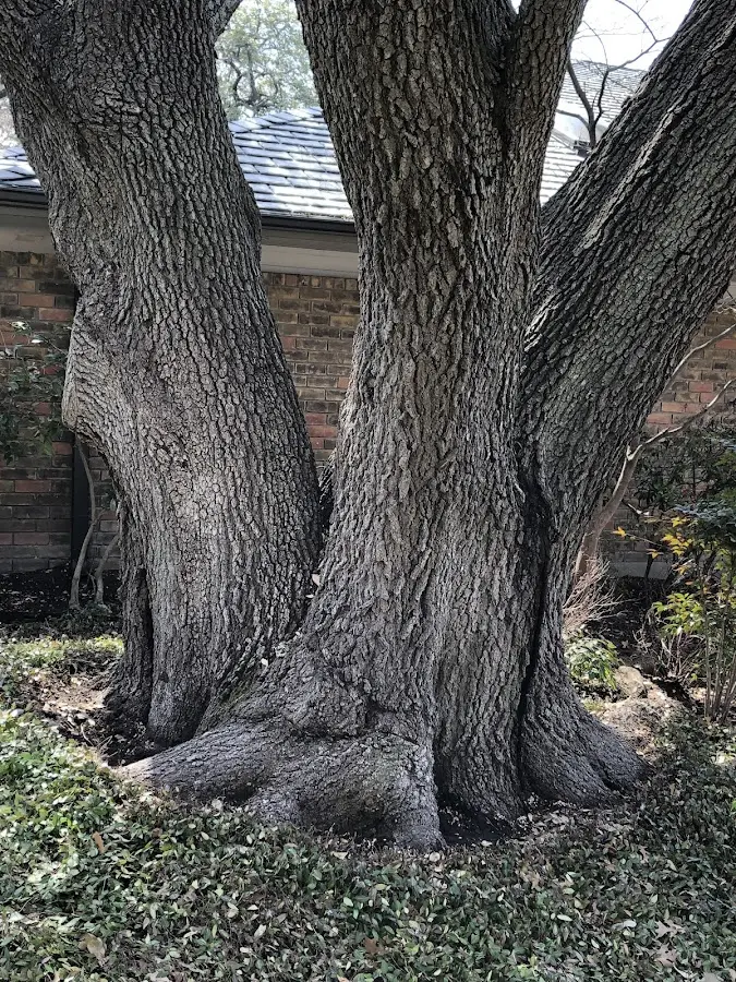 Mature heritage tree close to a Sapphire property cared for by certified arborists